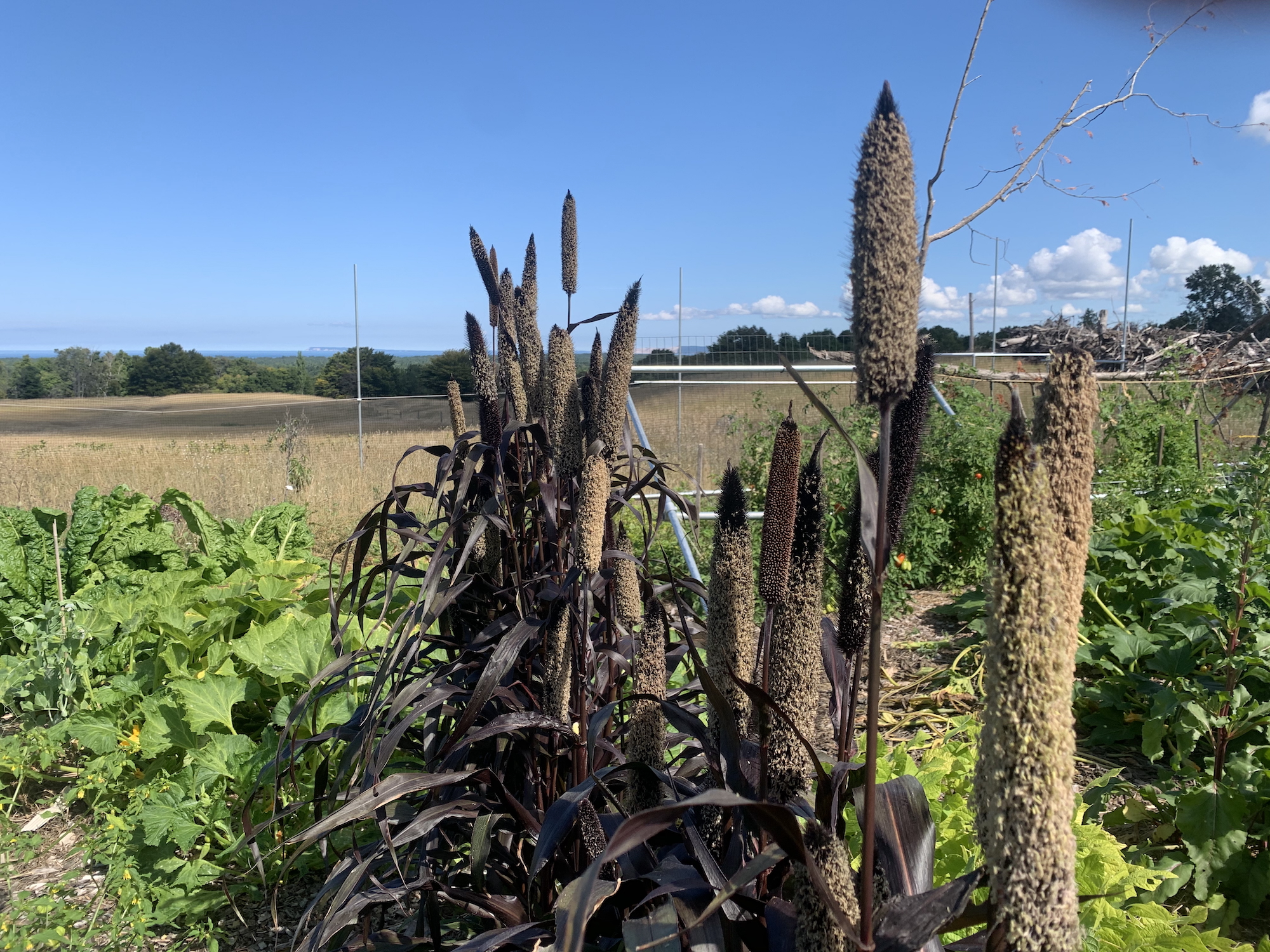 That sure is some weird corn
